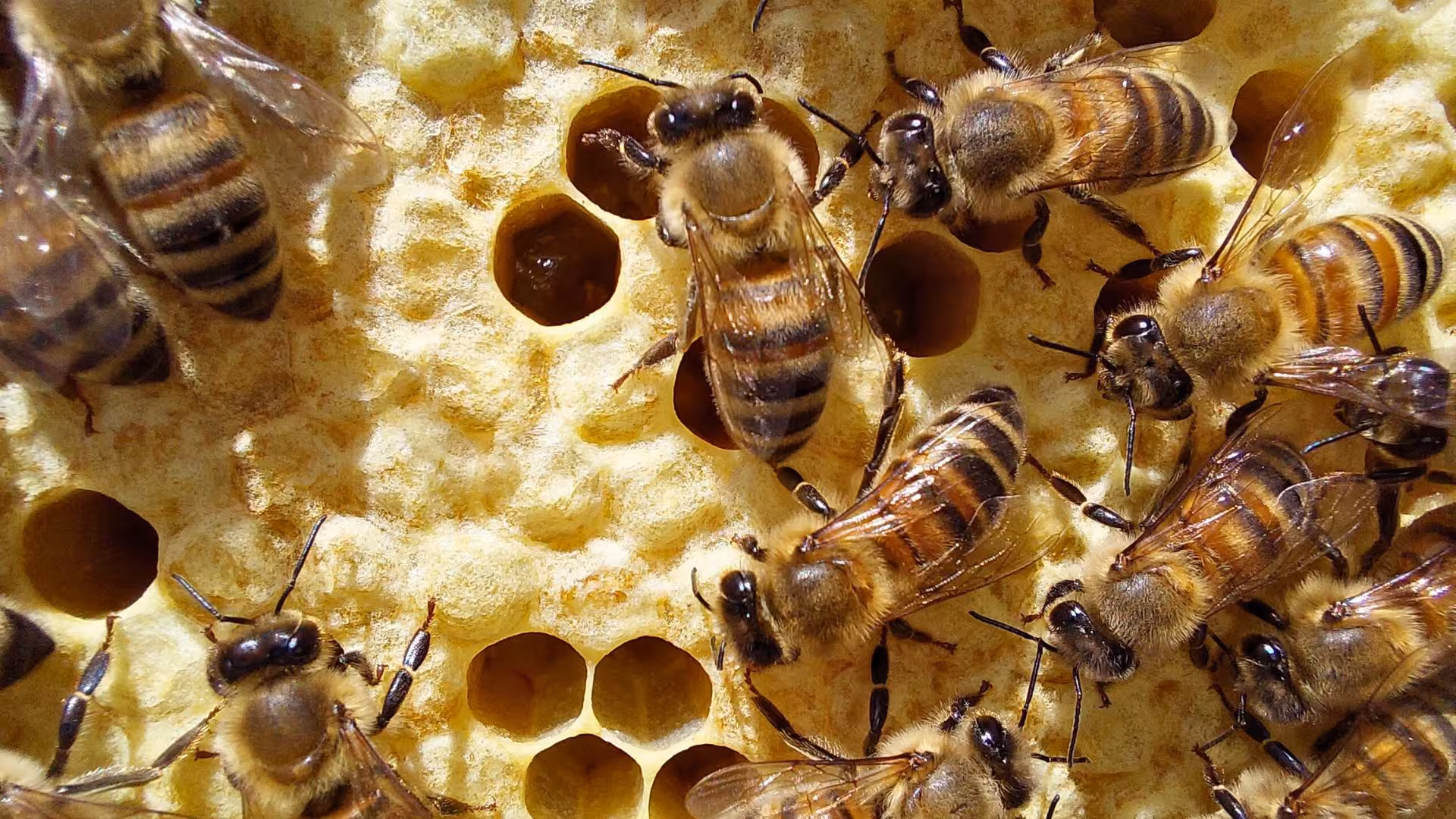 Close-up of bees on honeycomb at the Alghero bee garden in Guardia Grande, showcasing natural beekeeping.