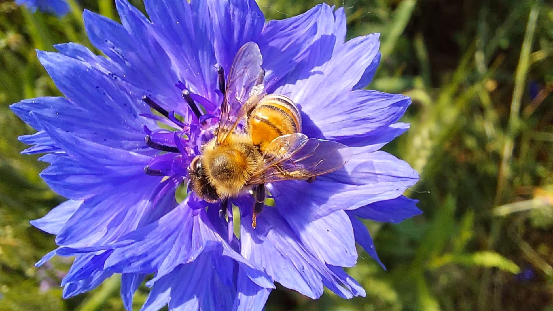 Bee pollinating a vibrant purple flower in the picturesque Alghero bee garden, Guardia Grande, Sardinia.