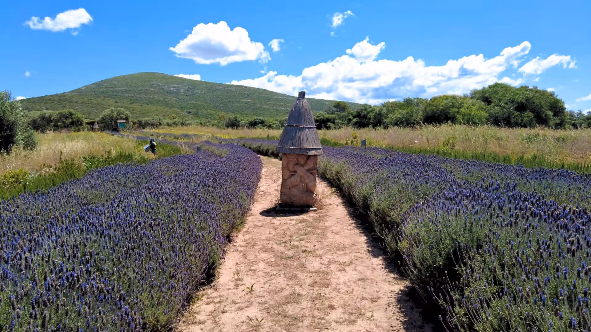Lavender fields under a clear blue sky at Alghero's bee garden in Guardia Grande, perfect for a serene nature walk.