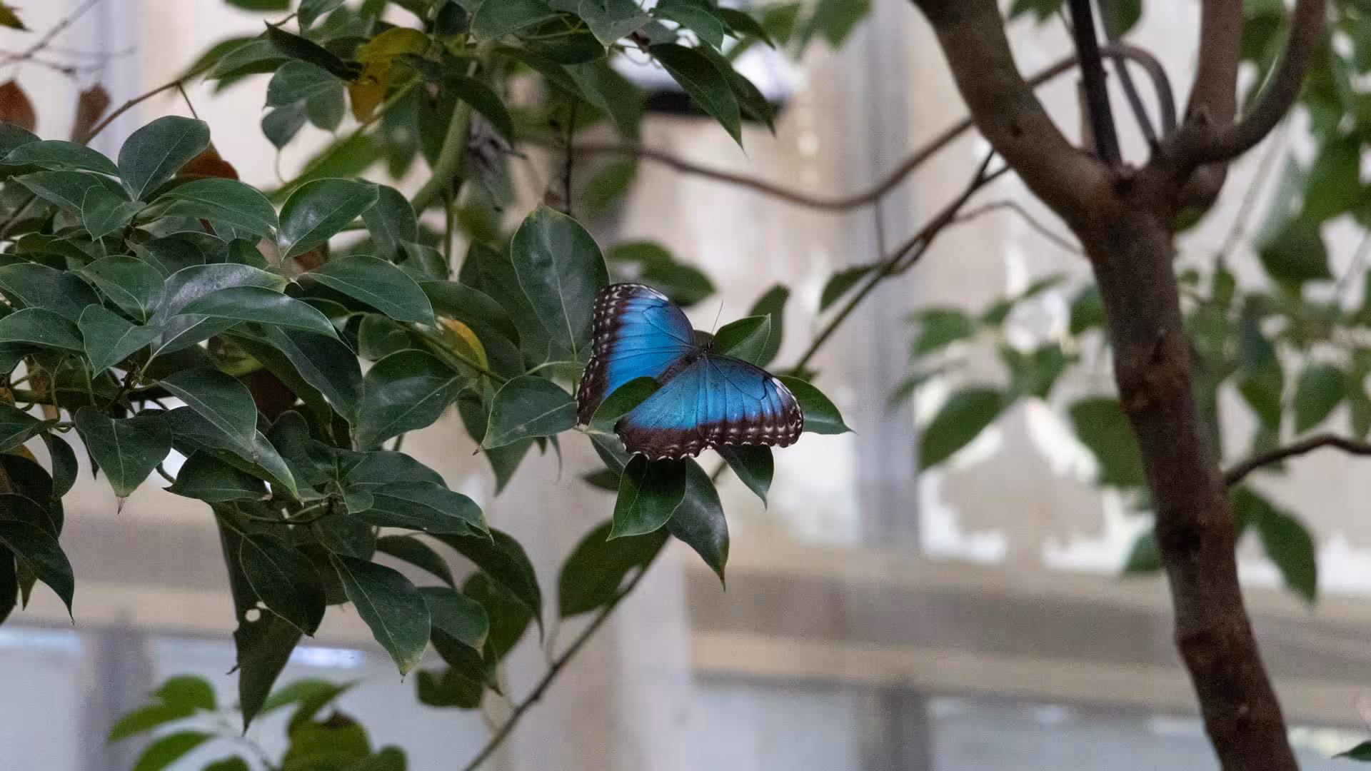 Vibrant blue butterfly resting on lush green leaves inside Alghero's serene Butterfly House.