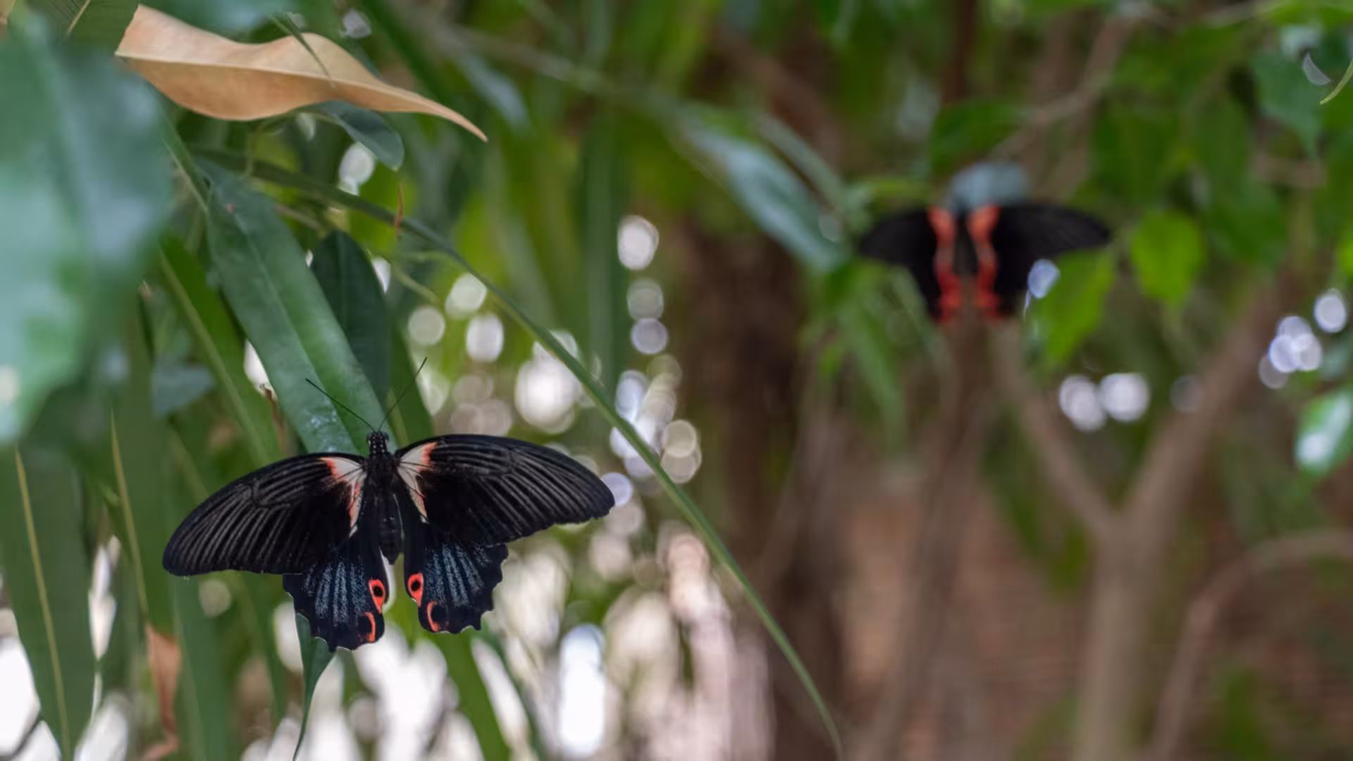 Two elegant butterflies resting on green leaves amidst the foliage at Alghero Butterfly House, Sardinia.