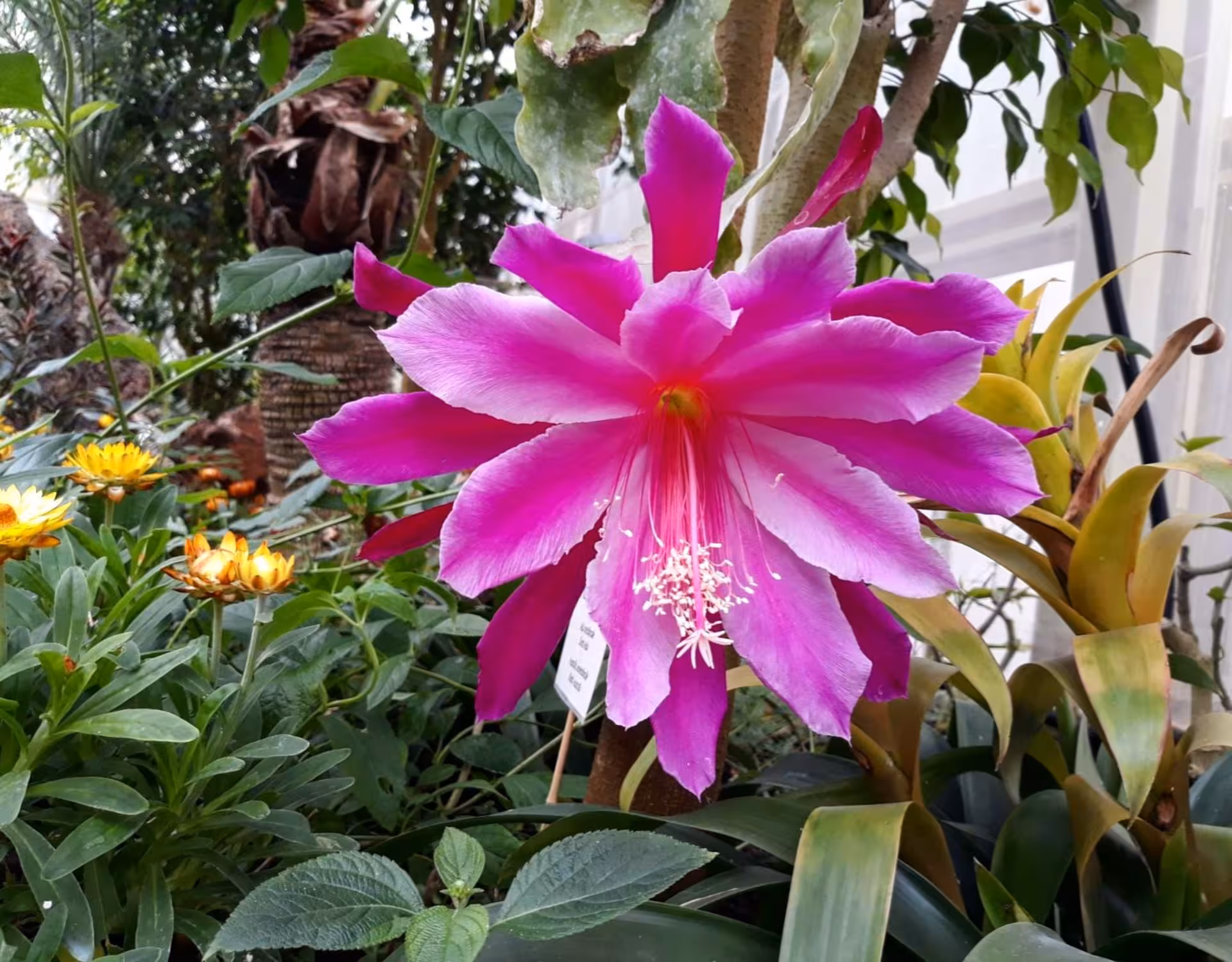 Vibrant pink flower blooms in the lush gardens of Alghero's Butterfly House, a must-see on your tour.