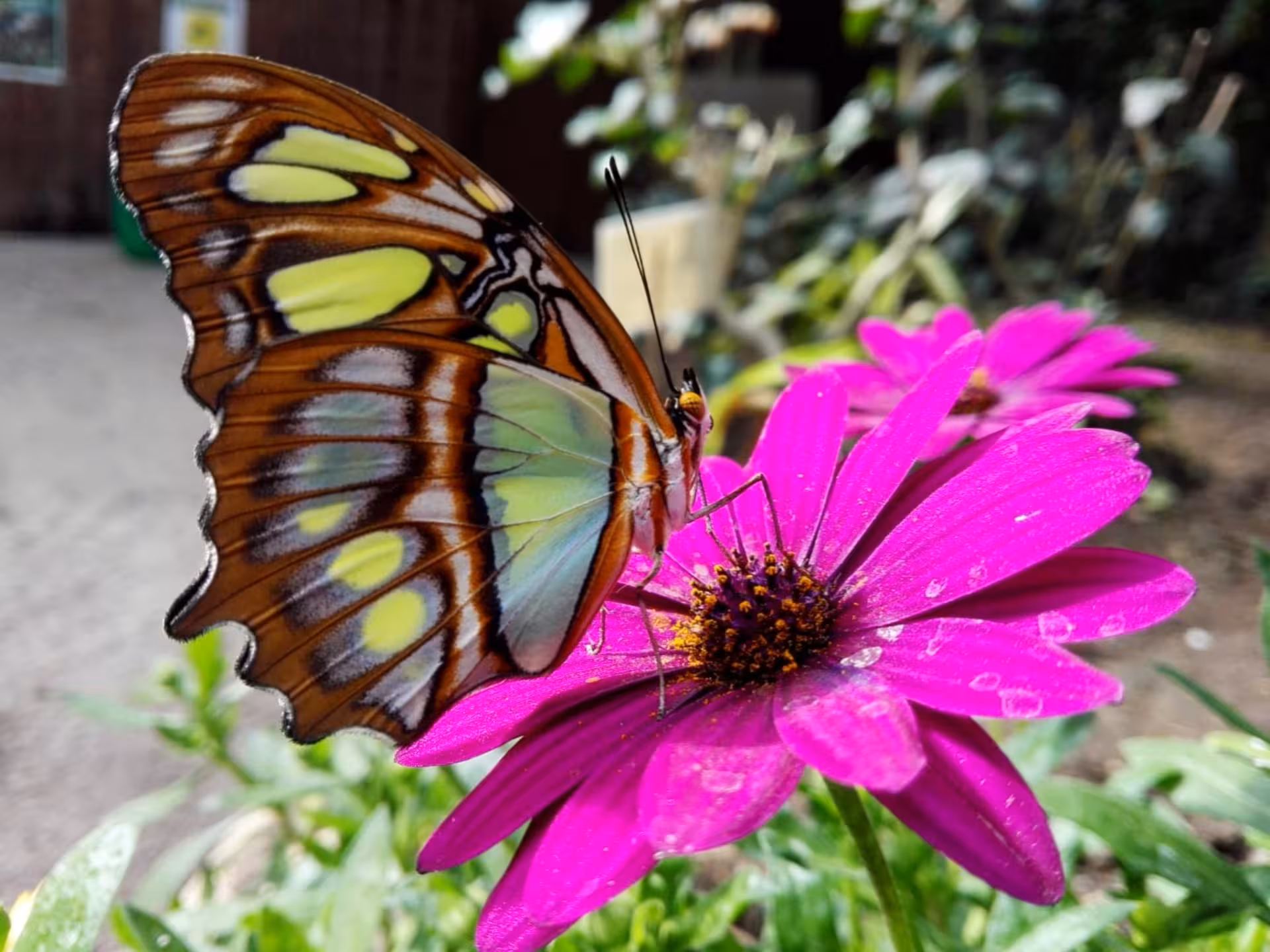 Colorful butterfly perched on a vibrant pink flower at Alghero's Butterfly House tour attraction.