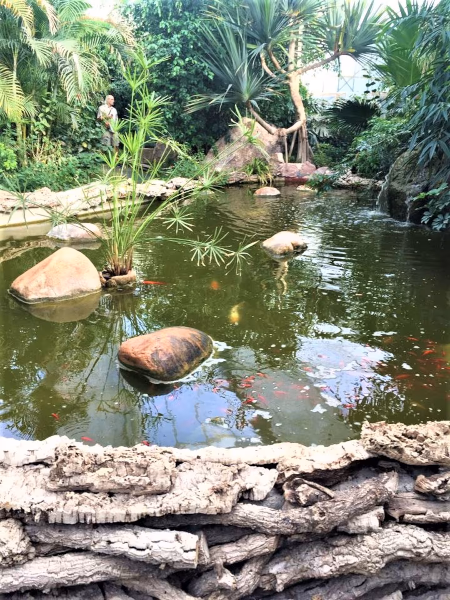Tranquil pond surrounded by lush greenery at Alghero Butterfly House, creating a serene natural habitat.