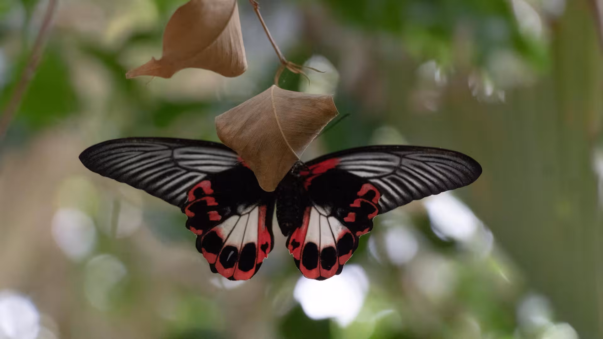 Close-up of a vibrant butterfly with black and red wings at Alghero Butterfly House, showcasing its striking beauty.