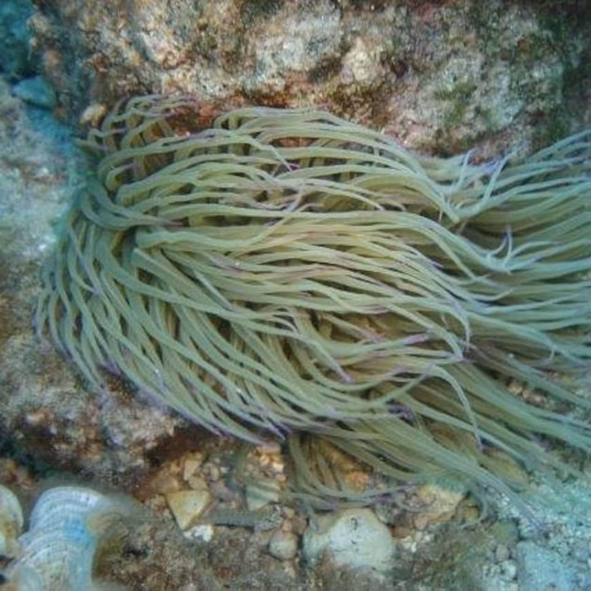 Explore vibrant marine life at Capo Caccia with stunning sea anemones on our Alghero professional diving tour.