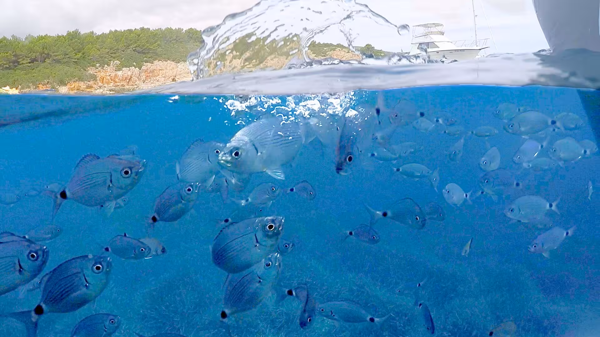 School of fish swimming in crystal clear waters during a half-day motor boat tour from Alghero, perfect for snorkeling enthusiasts.