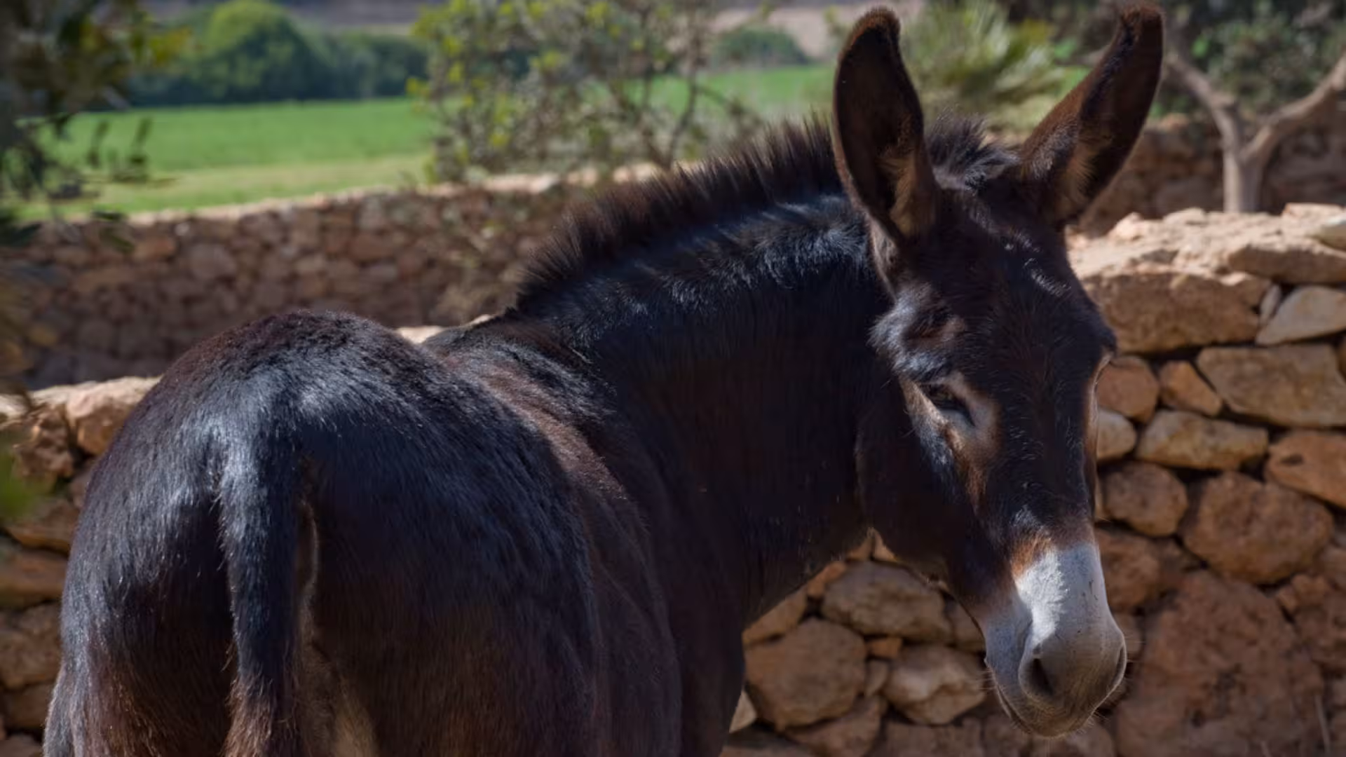 A donkey standing by a stone wall in the serene landscape of an Alghero olive grove.