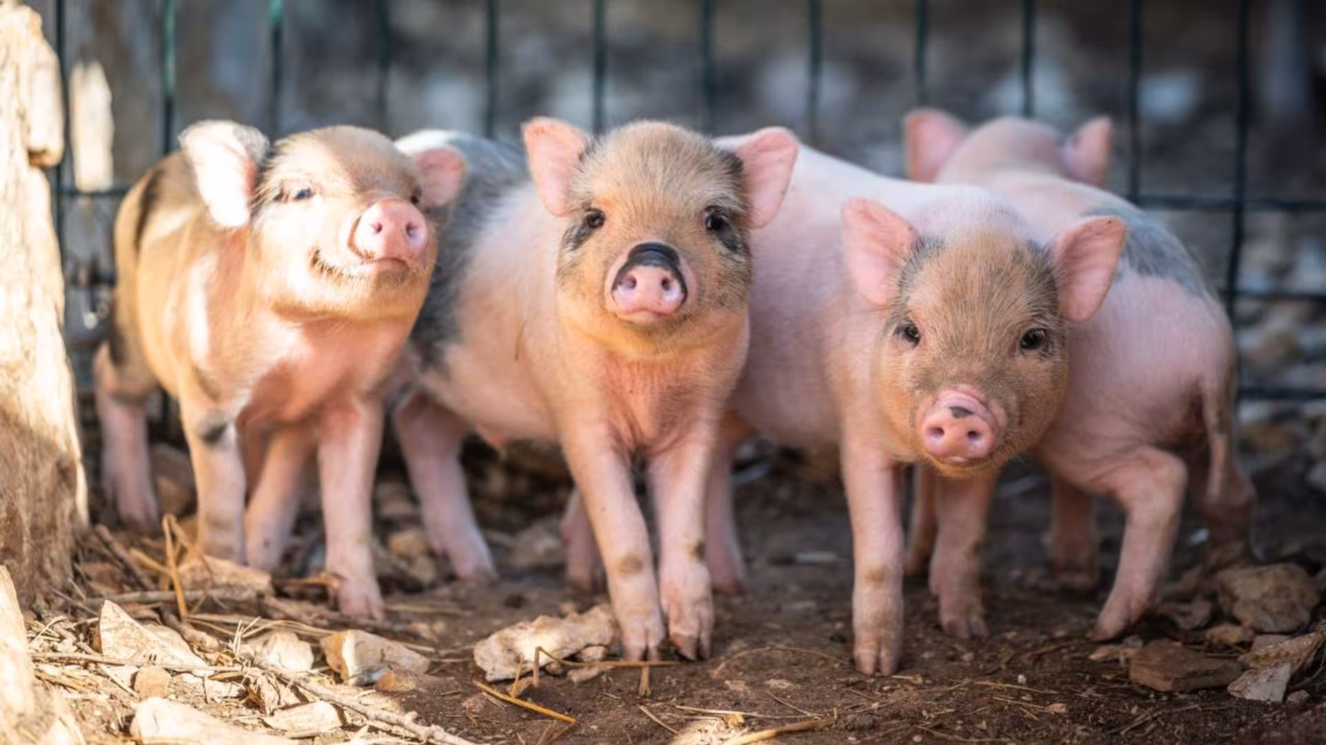 Adorable piglets enjoying the sun at an Olmedo animal shelter in Alghero, perfect for family-friendly tours.