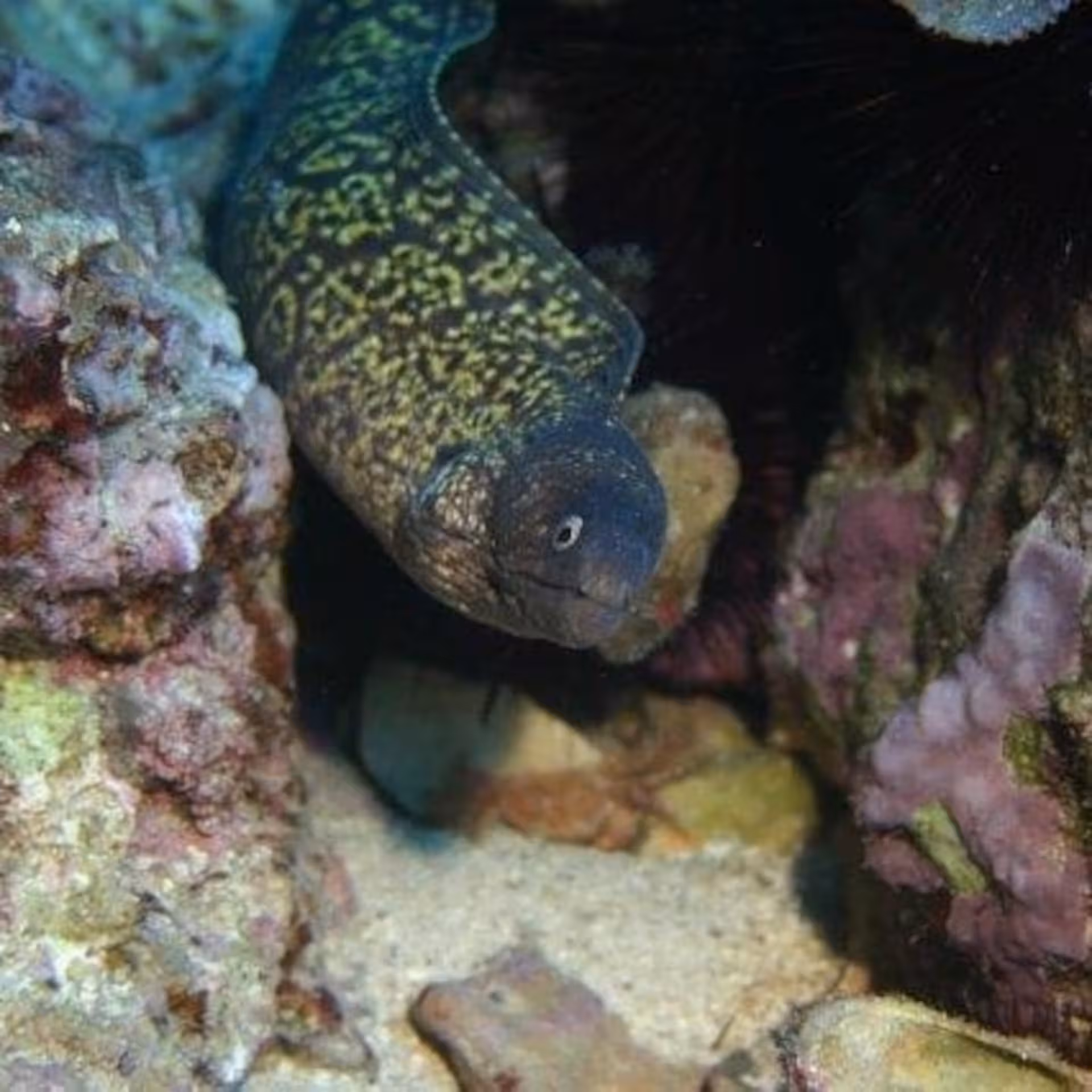 Discover the intriguing moray eel habitat at Capo Caccia on our Alghero professional diving experience.