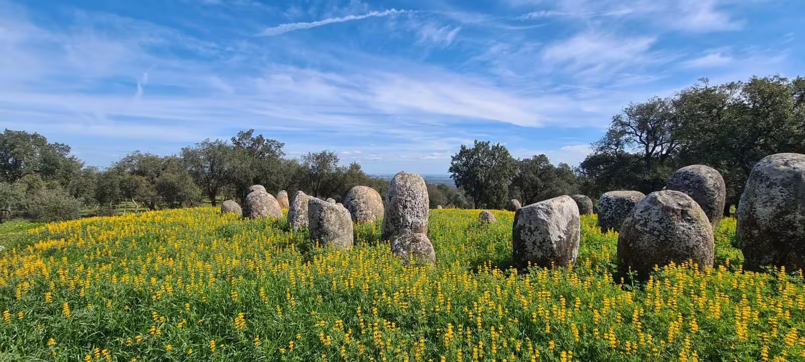Scenic view of Almendres Cromelech with ancient stones in a vibrant field of yellow flowers under a blue sky.