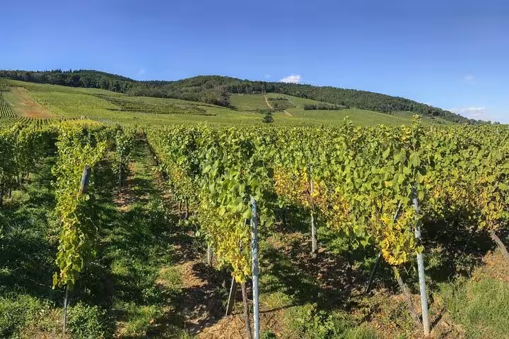 Lush green vineyard rows on rolling hills near Colmar, Alsace, under a clear blue sky