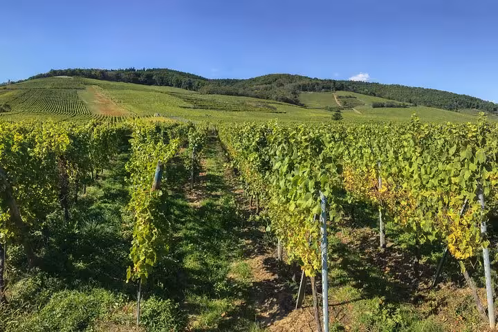 Lush green vineyard rows in Alsace with rolling hills and blue sky near Riquewihr
