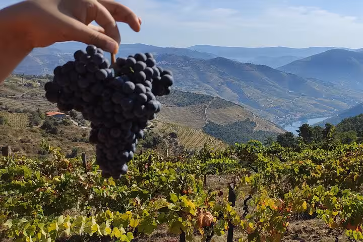 Hand holding fresh dark grapes with Alto Douro Valley terraced vineyards and river in the background