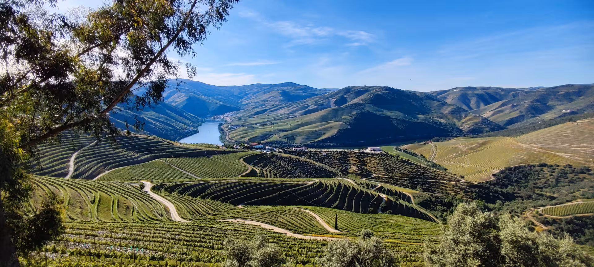 Breathtaking panoramic view of terraced Alto Douro Valley vineyards and Douro River on a guided wine region tour