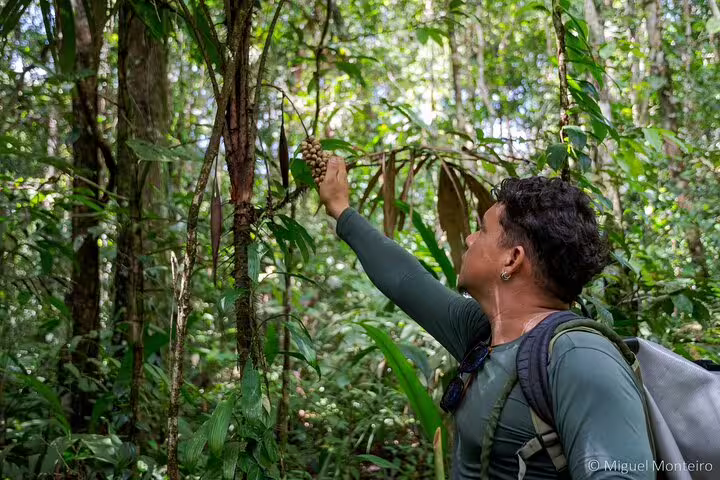 Explorer examines dense Amazon foliage on the Amanã Lake survival excursion, highlighting immersive jungle experiences.