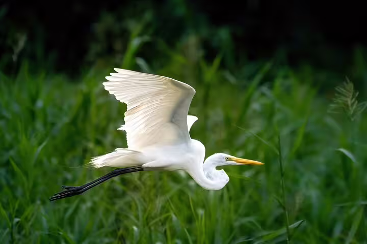 A majestic white egret soaring over lush greenery in the Amazon, highlighting the vibrant birdlife of Amanã Lake.