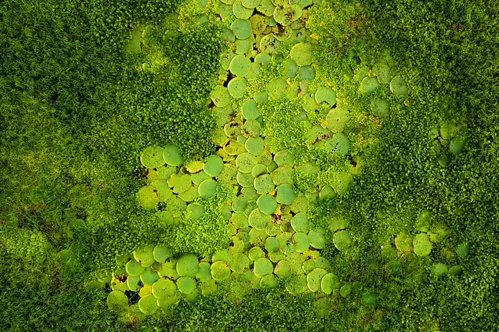 Aerial view of lush green Amazon foliage with vibrant water lilies, showcasing the rich ecosystem of the jungle tour.