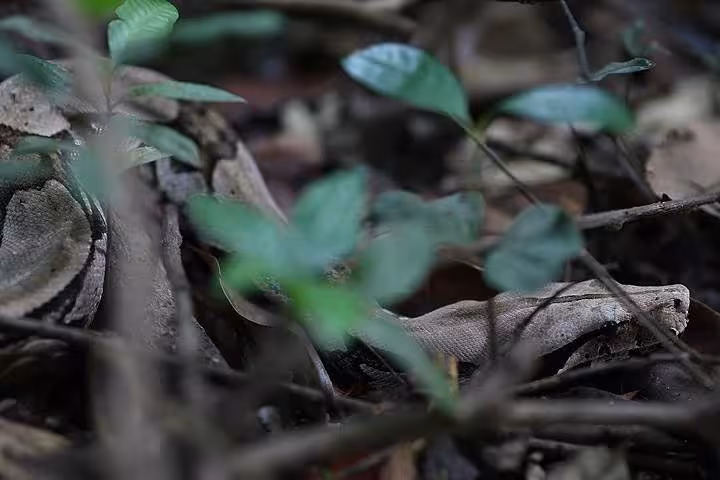 Camouflaged snake resting on the Amazon forest floor, wildlife spotting highlight on 6-day jungle adventure tour