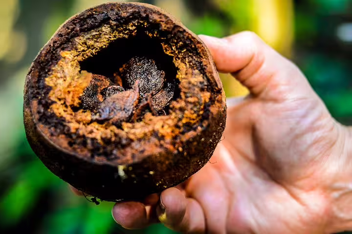 Hand holding a dried Amazonian fruit, highlighting unique flora encountered during the Amazon Mamori Lodge adventure.