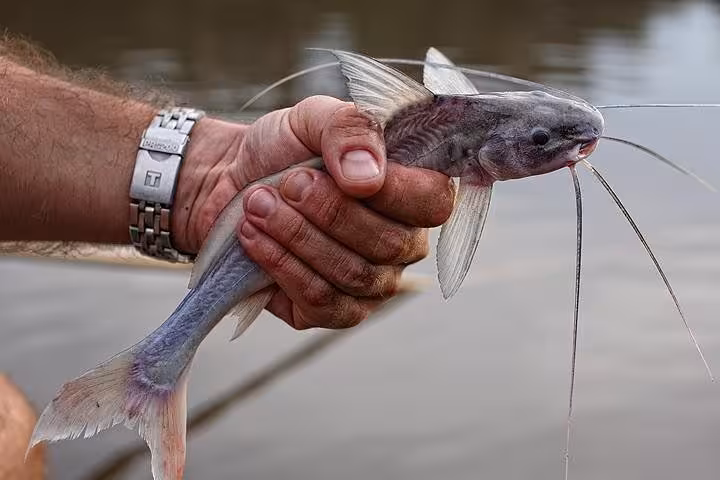 Traveler holding freshly caught Amazon catfish by the river, fishing activity on 3-day Amazon Jungle Adventure Tour