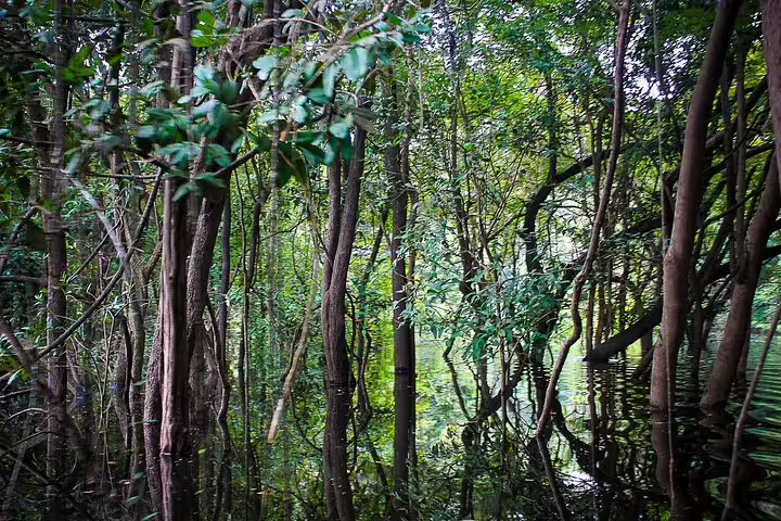 Dense flooded Amazon rainforest with tall trees and reflective water on a 4-day Manaus jungle survival tour