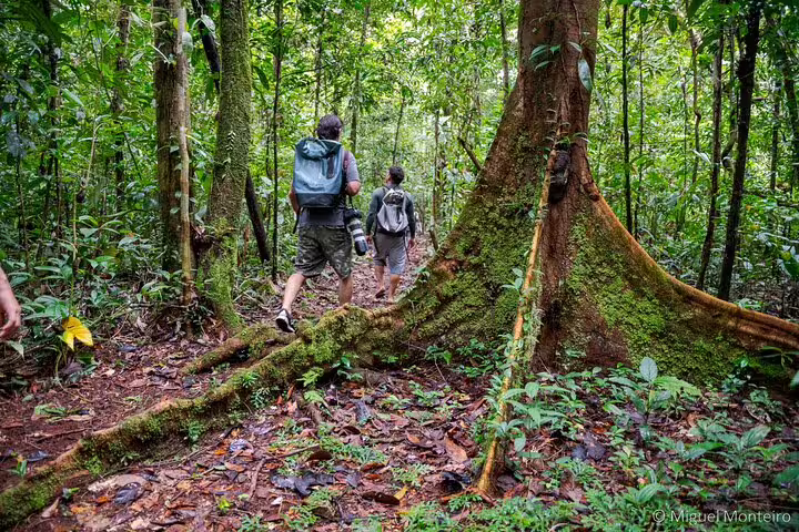 Adventurers with backpacks trek through dense Amazon jungle on a guided survival expedition to Amanã Lake.