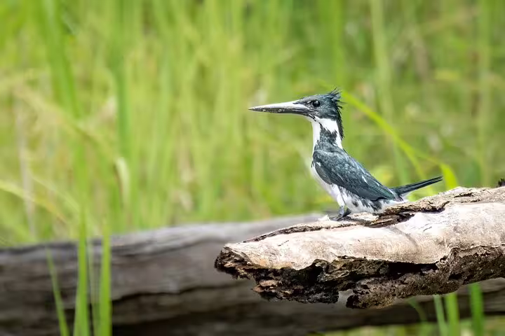 Amazon kingfisher perched on a log, showcasing its striking green plumage during the Amanã lake survival tour.