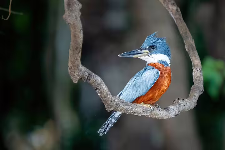 A colorful kingfisher resting on a branch, highlighting the diverse bird species of the Amazon.