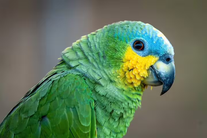 Close-up of vibrant Amazon parrot showcasing colorful feathers on Amazon Adventure Trip at Tapiri Rio Negro Lodge.