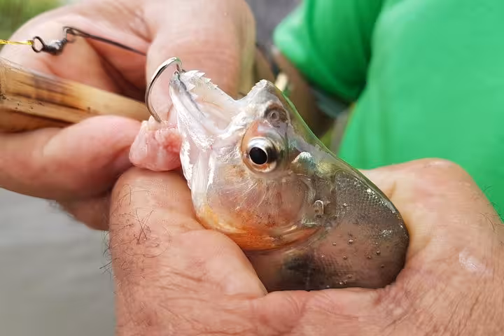 Angler holding hooked Amazon piranha on Solimões River, piranha fishing tour in the Amazon jungle