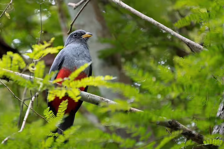 Vibrant bird perched on a branch in the Amazon rainforest, showcasing the rich biodiversity near Mamori Lodge.