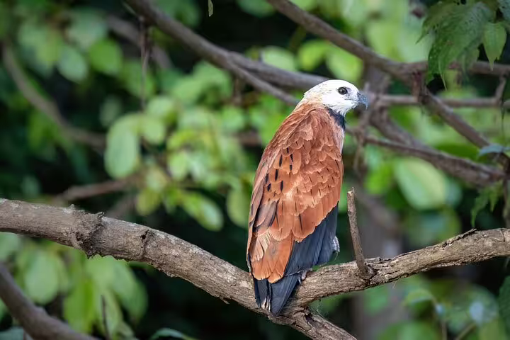 Majestic bird perched on a branch in the lush Amazon rainforest at Mamori Lodge, perfect for birdwatching tours.