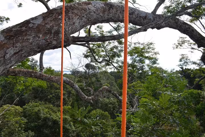 Amazon rainforest canopy view with climbing ropes hanging from a massive tree branch on a tree climbing adventure