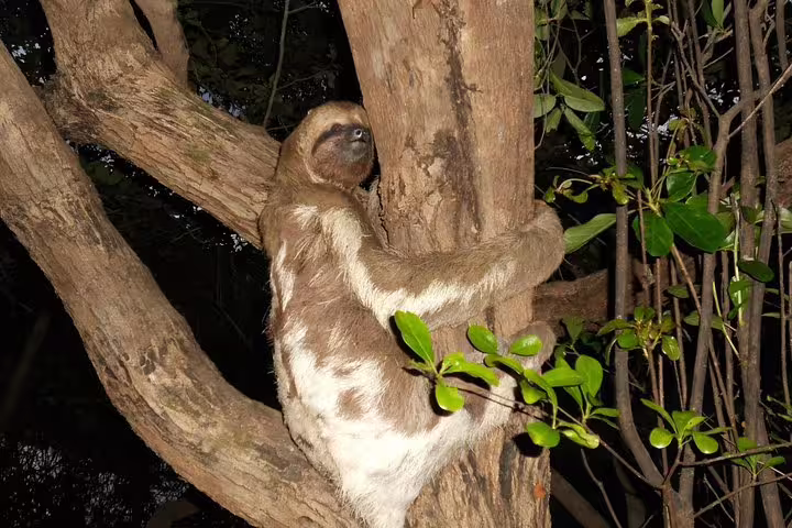 Sloth clinging to a tree in the heart of the Amazon rainforest, seen on a 6-day wildlife exploration tour.