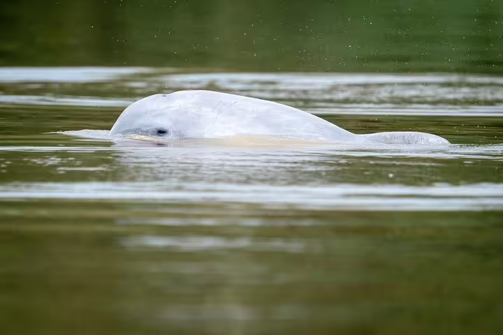 Amazon river dolphin surfacing in tranquil waters, a rare sighting during the Amazon Mamori Lodge jungle adventure.