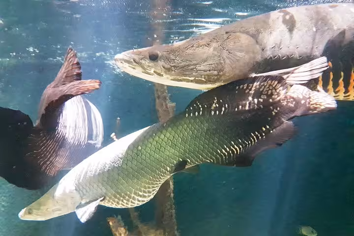 Amazon river fish exhibit in aquarium at MUSA Manaus, part of the INPA and MUSA museums combo tour