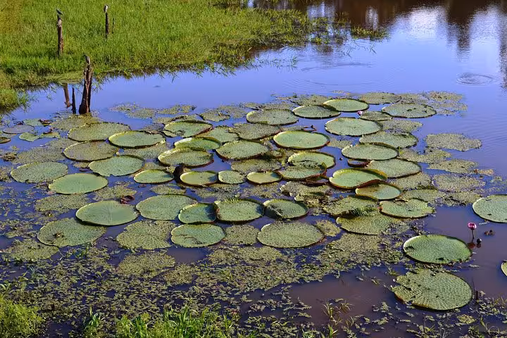 Giant Amazon water lily pads in flooded rainforest lagoon near Manaus on Amazon River boat adventure