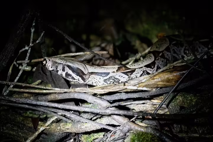 Camouflaged snake among twigs and leaves in the dense Amazon jungle near Amanã Lake.