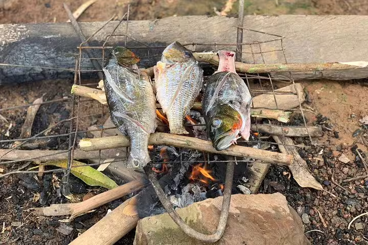 Freshly caught fish grilling over an open fire, showcasing survival skills on the Amazon Survival Tour 3D/2N.
