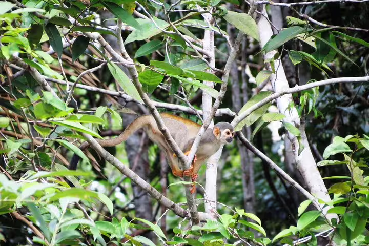 Discover vibrant wildlife with a playful monkey in the lush Amazon rainforest on the Amazon Survival Tour.