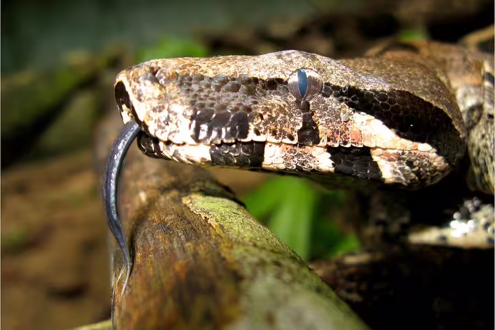 Close-up of a snake in the Amazon rainforest, emphasizing wildlife encounters on the Amazon Survival Tour 3D/2N.