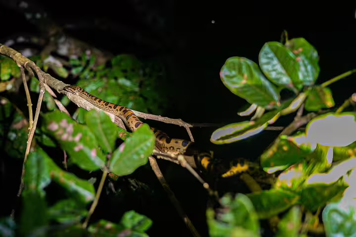 A vibrant snake rests on a branch amidst lush Amazon rainforest foliage during the Tapiri Floating Lodge adventure.