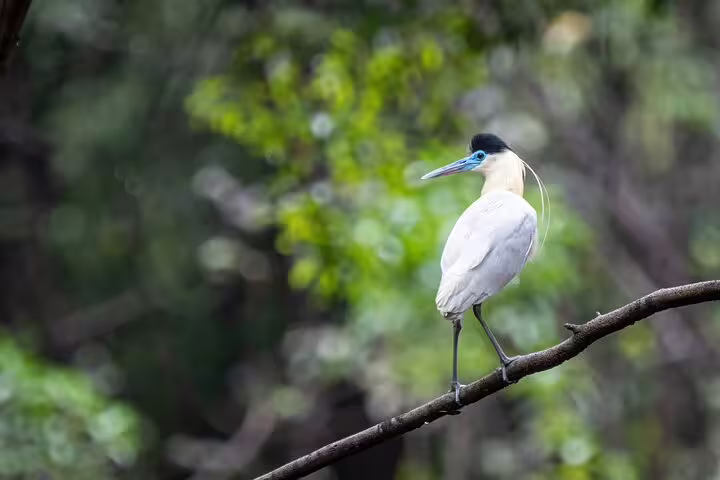 Graceful bird perched on a branch in the lush Amazon rainforest, showcasing diverse wildlife on the Amazon Tapiri tour.