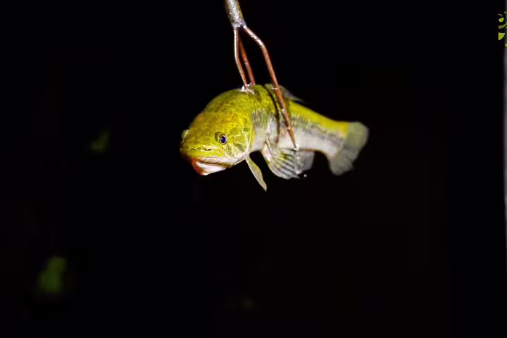 A freshly caught fish dangles on a hook against a dark backdrop, highlighting Amazonian fishing experiences.