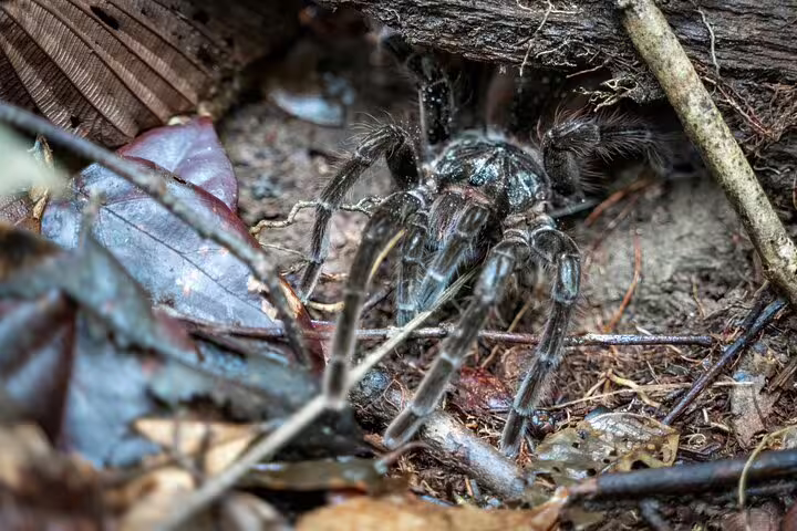 Close-up of a tarantula camouflaged in the Amazon rainforest underbrush, highlighting its habitat and behavior.