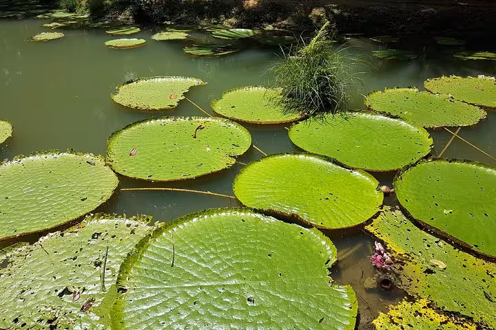 Giant Amazon water lilies in a calm lagoon, scenic stop en route with MUSA Amazonian Museum transportation