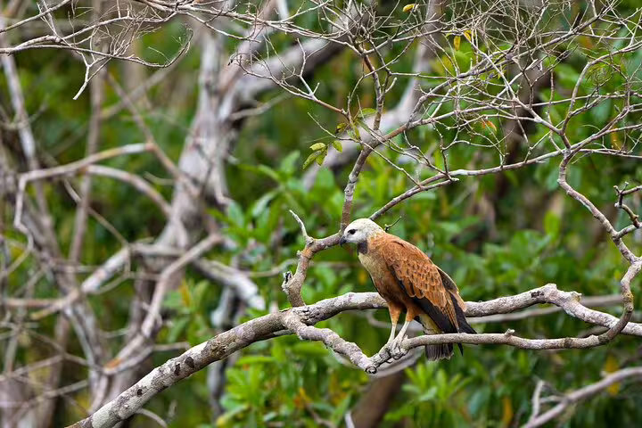 Majestic Amazonian hawk resting on a branch amidst vibrant jungle foliage, highlighting wildlife at Tapiri Floating Lodge.
