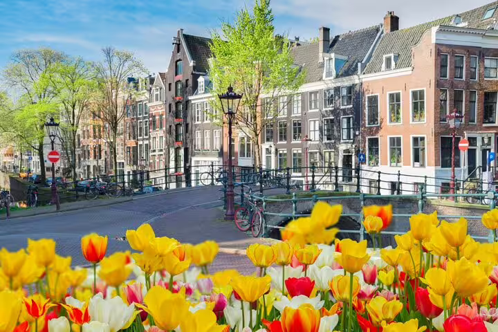 Colorful tulips in foreground with Amsterdam canal bridge and historic gabled houses in spring