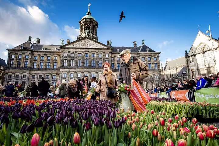 Visitors picking colorful tulips at Dam Square with Royal Palace of Amsterdam in background